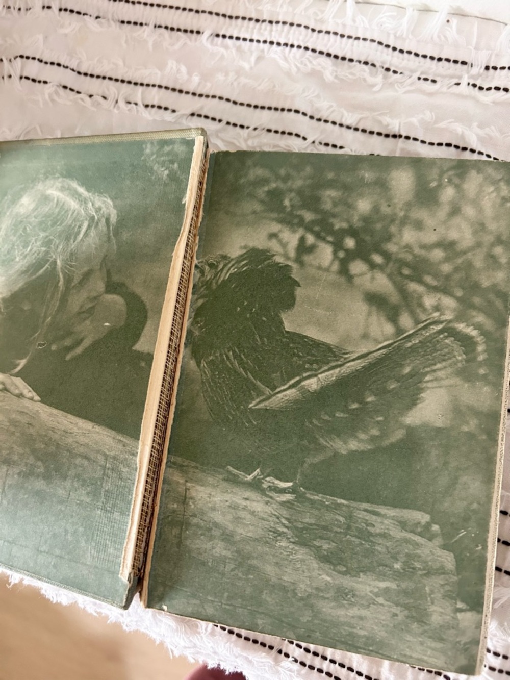 Antique 1907 “Birds Every Child Should Know” Neltje Blanchan Hardcover Book - Picture 5 of 10